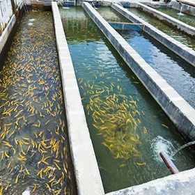 5-Micron-Filter-for-Aquaculture-and-Aquarium-Filtration